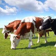 Vaches différentes races dans un champs