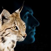 Visuel d'un lynx et d'un homme en reflet